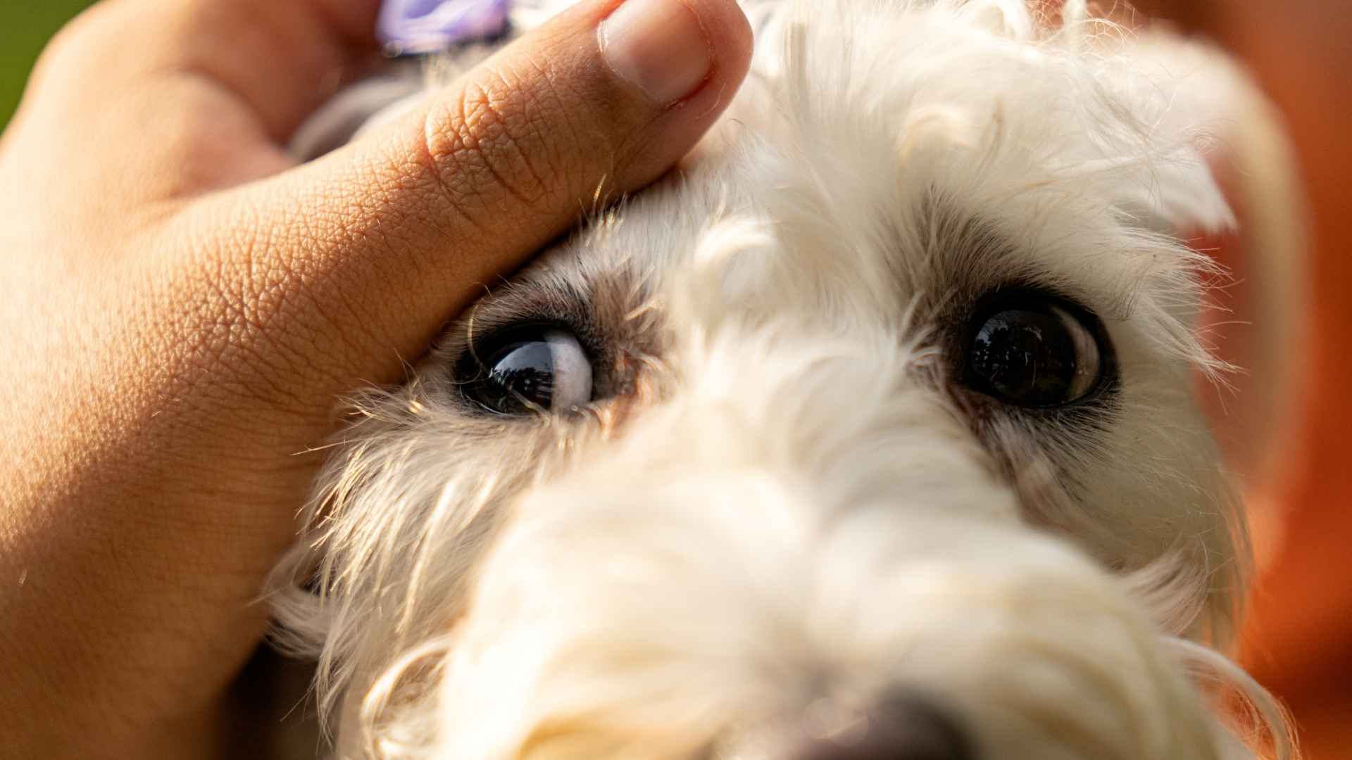 ojo legañoso perro